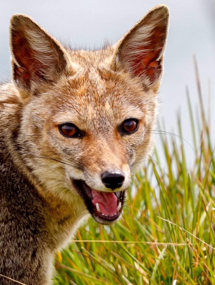 Foxxie