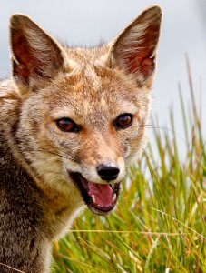 Foxxie