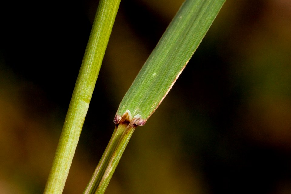 Elymus trachycaulus subsp. trachycaulus