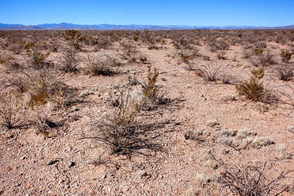 On the mesa between Seco Creek and Las Animas Creek