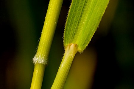 Leersia oryzoides