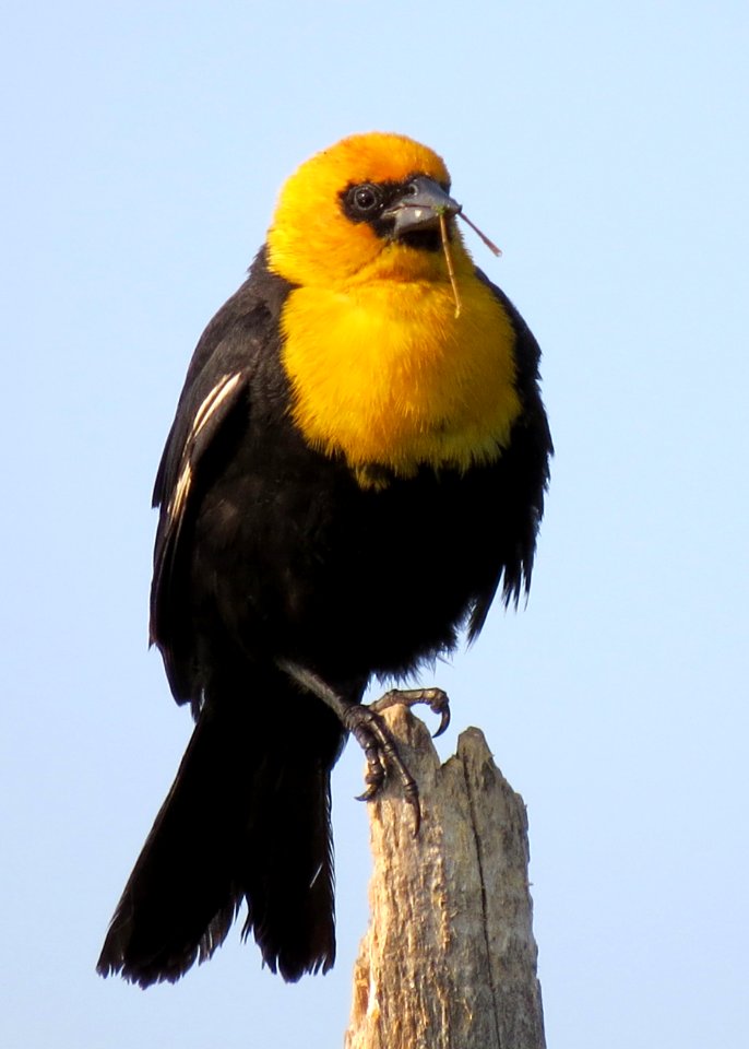 Yellow-headed Blackbird