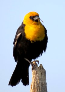 Yellow-headed Blackbird