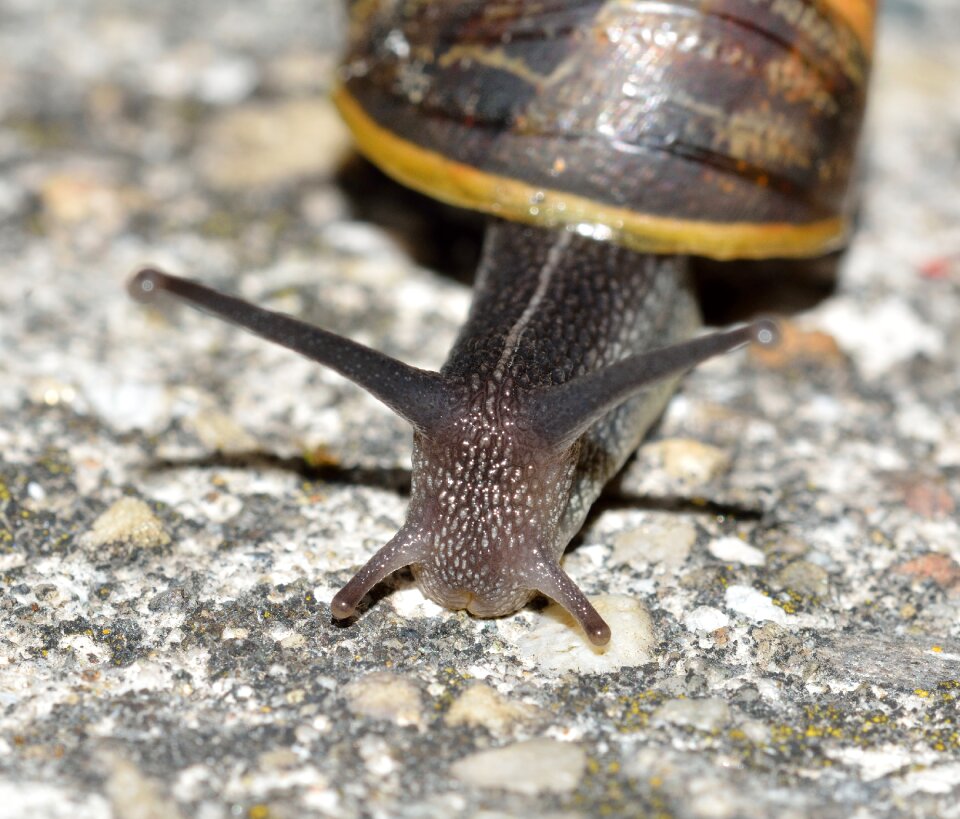 Invertebrate snail lumanca