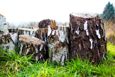 Hardwood birch bark photo