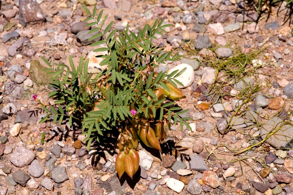 Astragalus wootonii