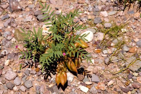 Astragalus wootonii