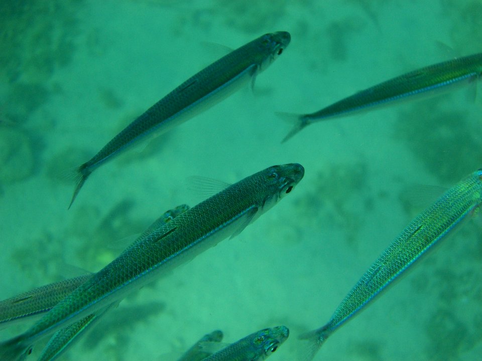Fish school closeup