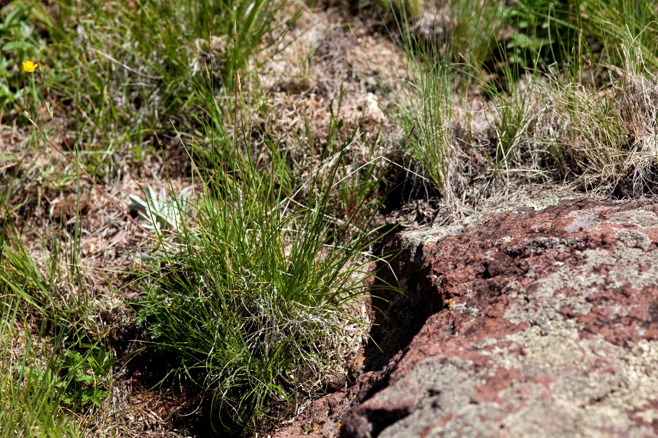 Carex oreocharis