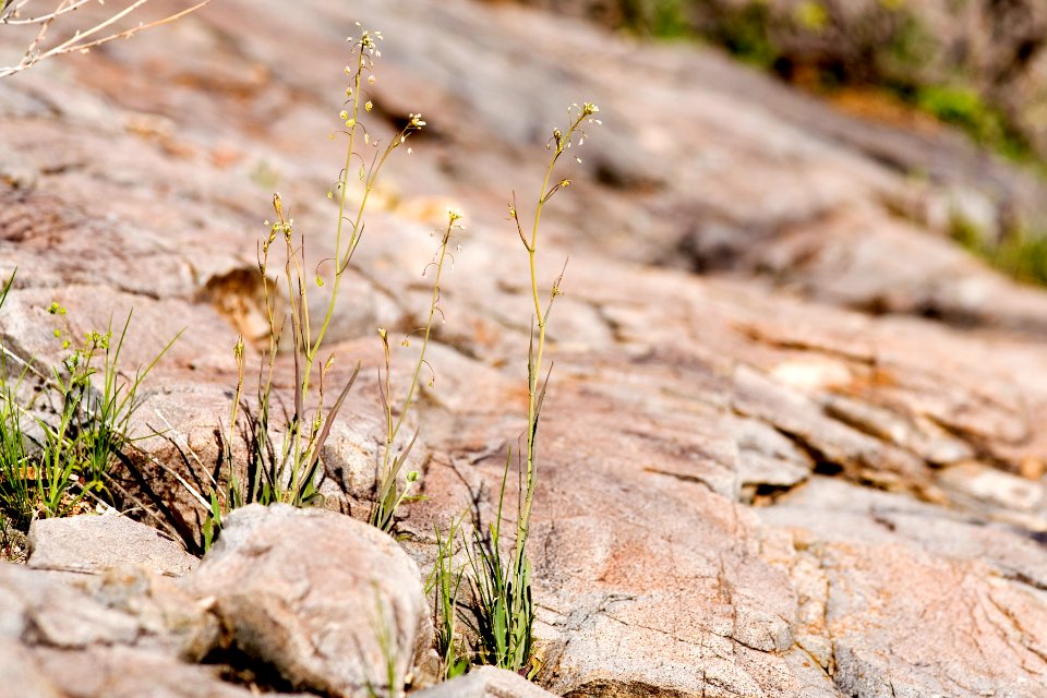 Thysanocarpus curvipes subsp. amplectens
