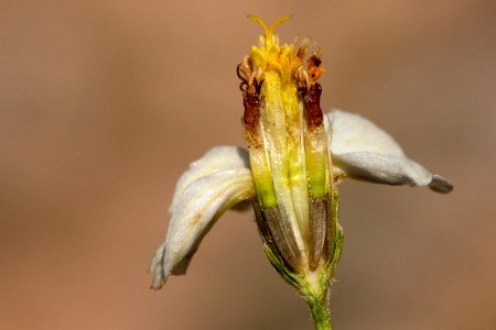 Zinnia acerosa
