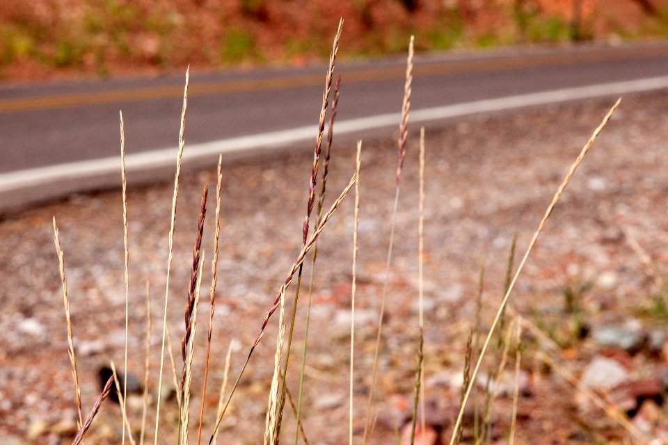 Elymus trachycaulus subsp. trachycaulus
