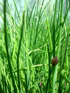 Through the chives