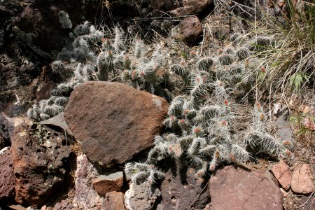 Opuntia polyacantha