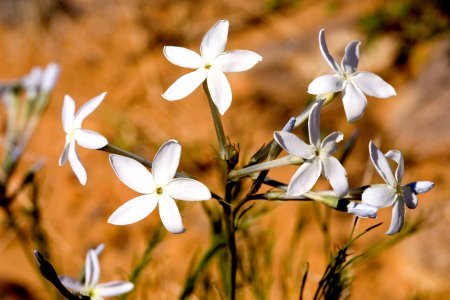 Amsonia longiflora var. longiflora