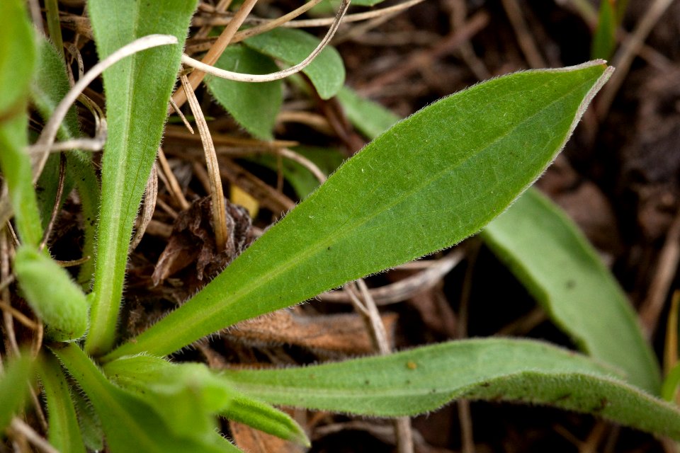 Erigeron formosissimus