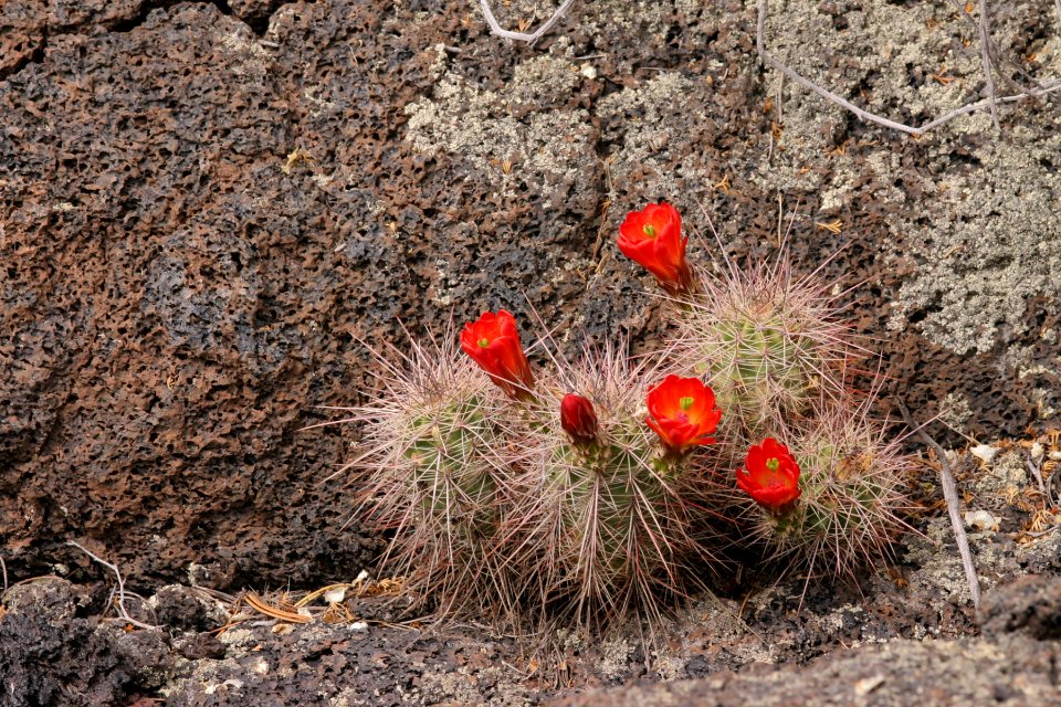 Echinocereus coccineus