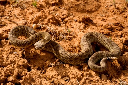 Crotalus viridis