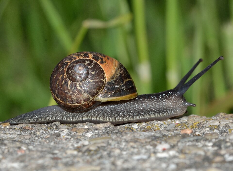 Mollusc invertebrates snail