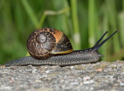 Mollusc invertebrates snail