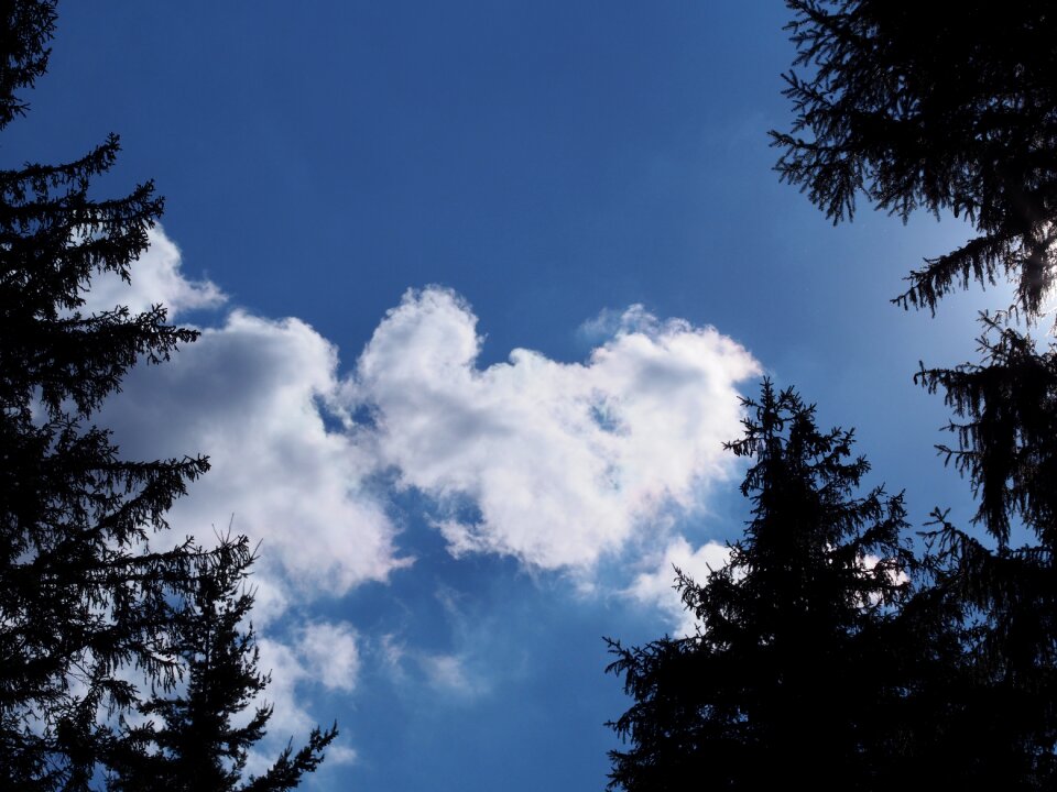 Heart firs contrast