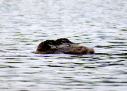 Common Loon / Gavia immer