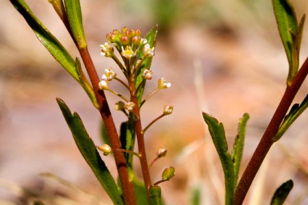 Lepidium virginicum subsp. virginicum