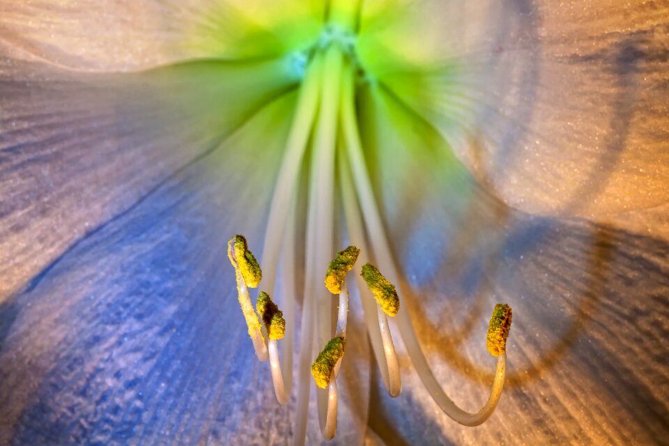 Bloom close up amaryllis plant