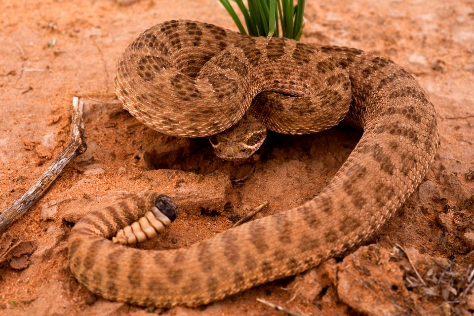 Crotalus viridis