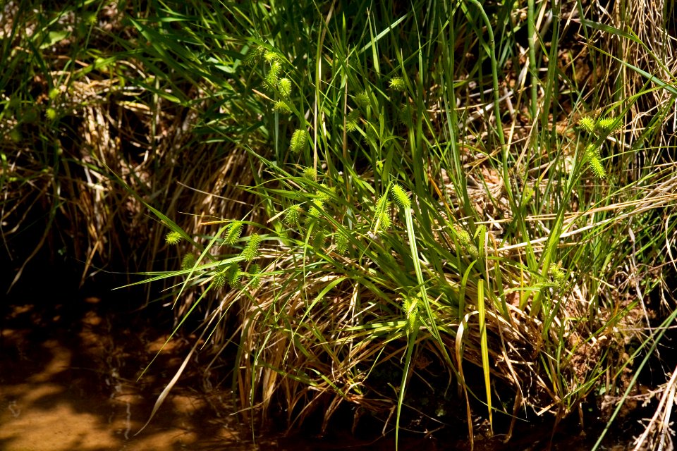Carex hystricina