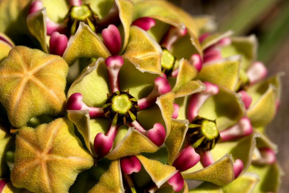 Asclepias asperula