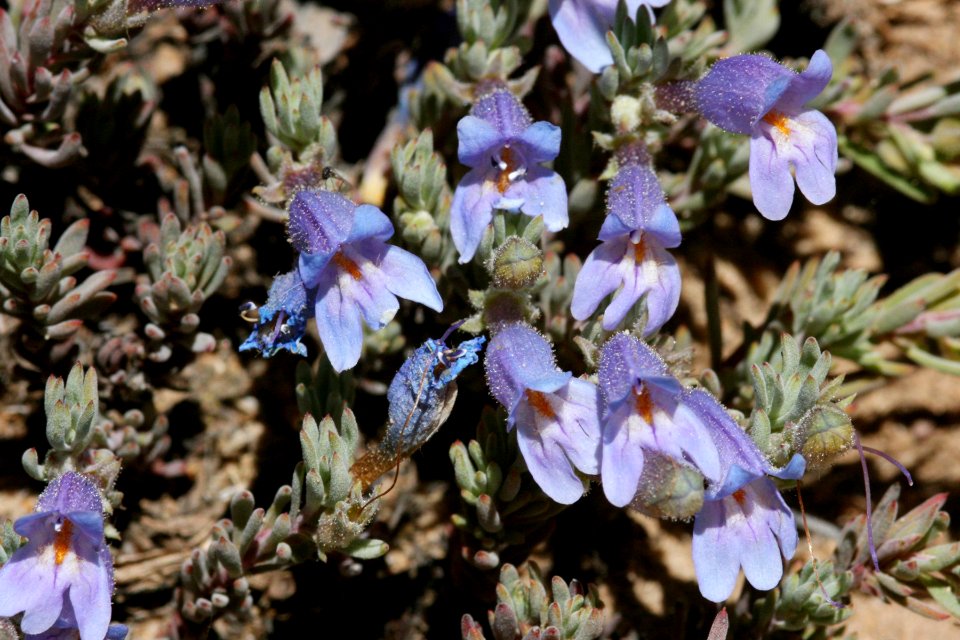 Penstemon caespitosum photo