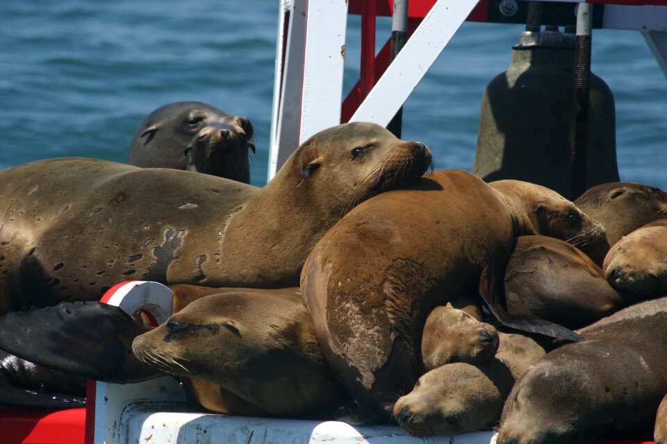 Animal animals america