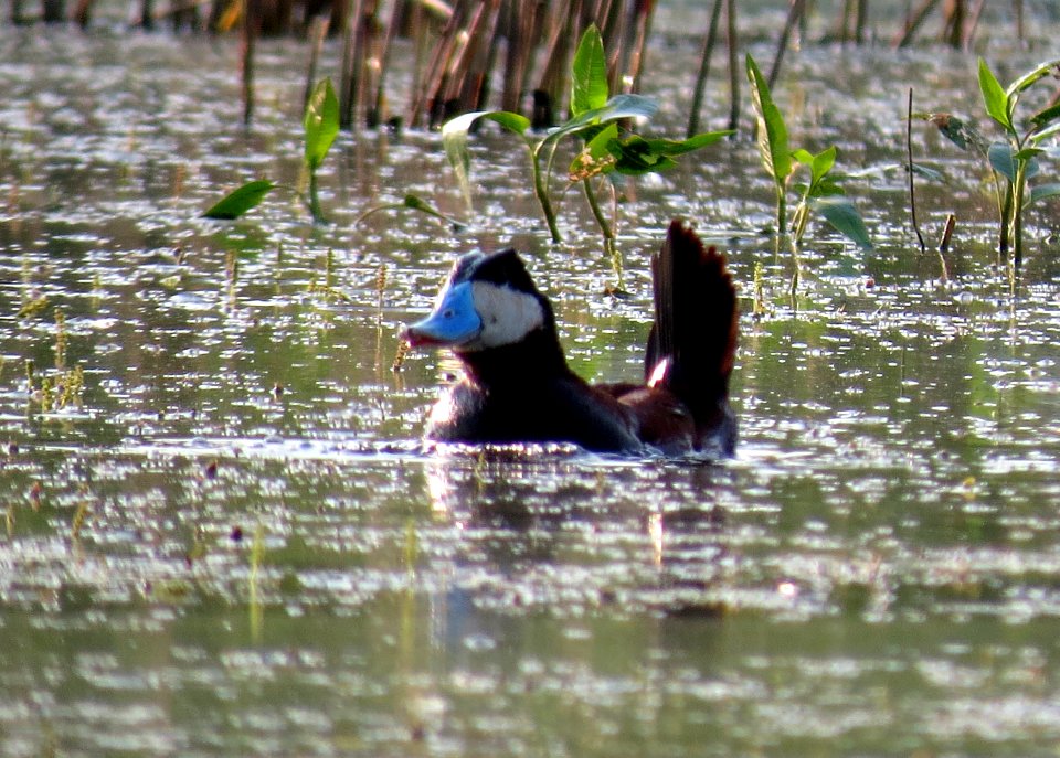 Ruddy Duck / Oxyura jamaicensis
