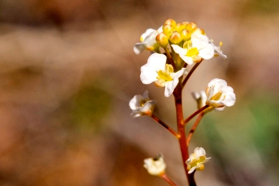 Lepidium virginicum subsp. menziesii