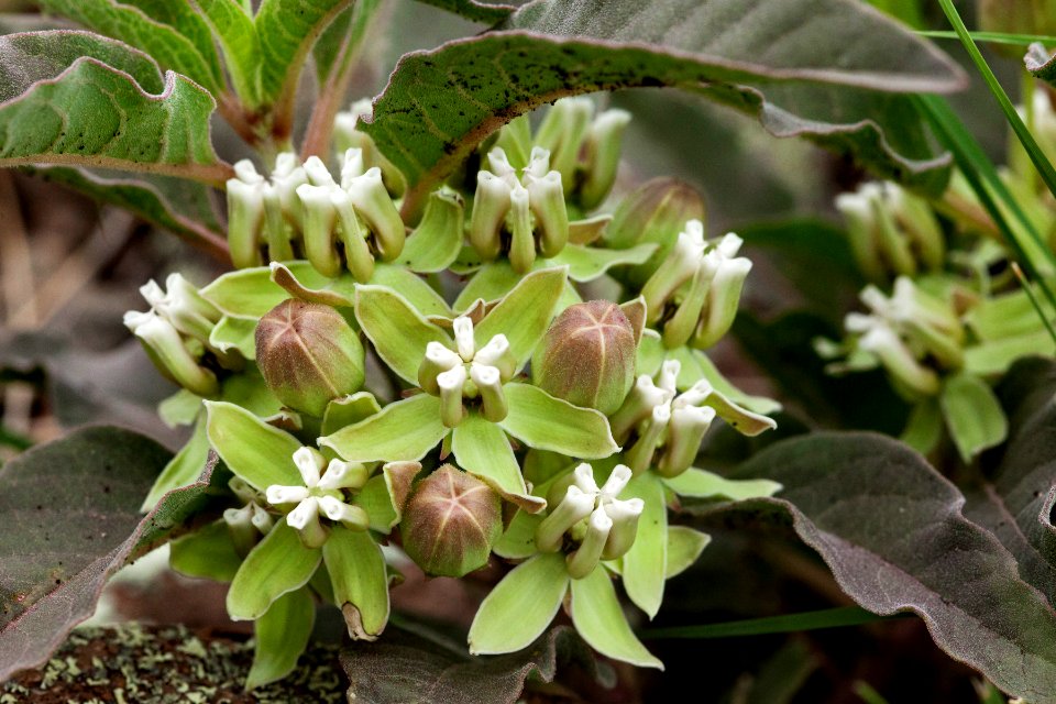 Asclepias oenotheroides