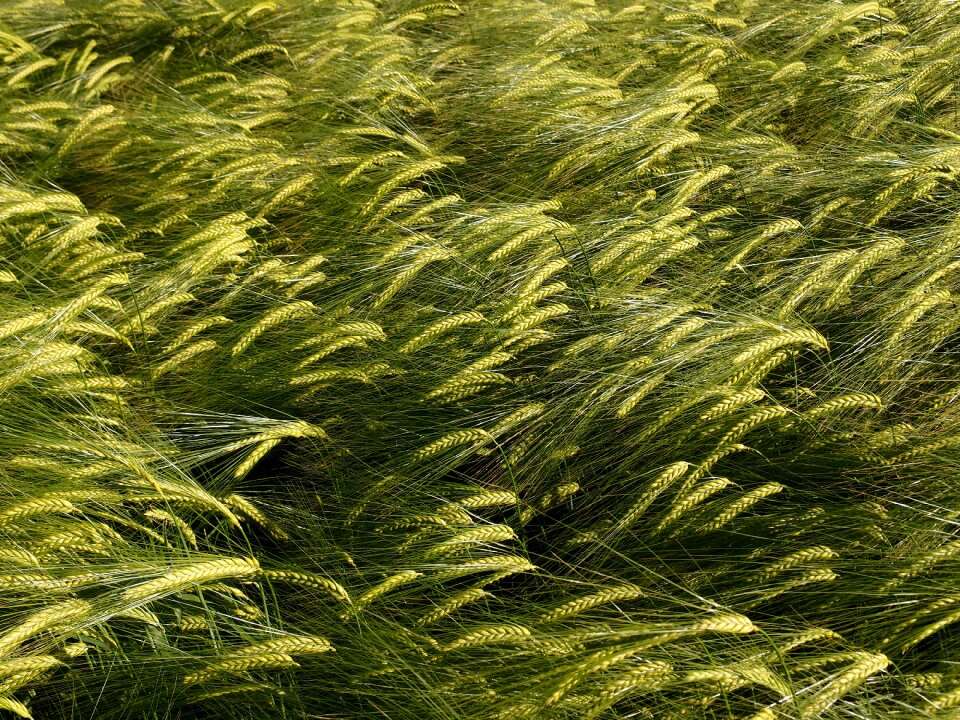 Cereals plant halme