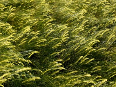Cereals plant halme