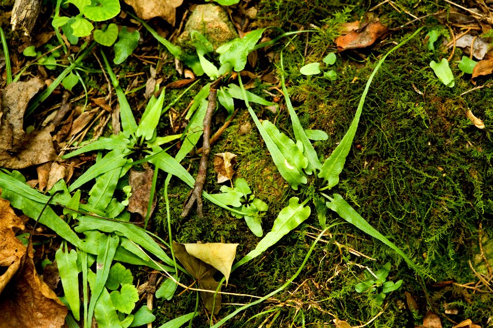 Asplenium rhizophyllum
