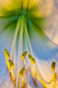 Bloom close up amaryllis plant