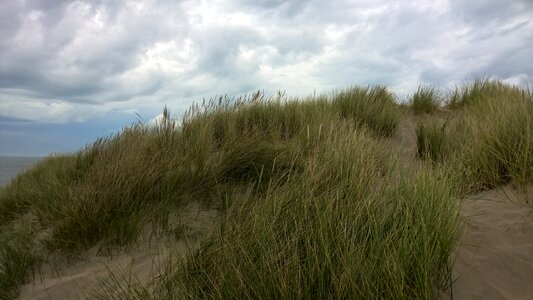 Dunegrass sand coast