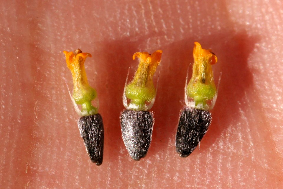 Viguiera dentata
