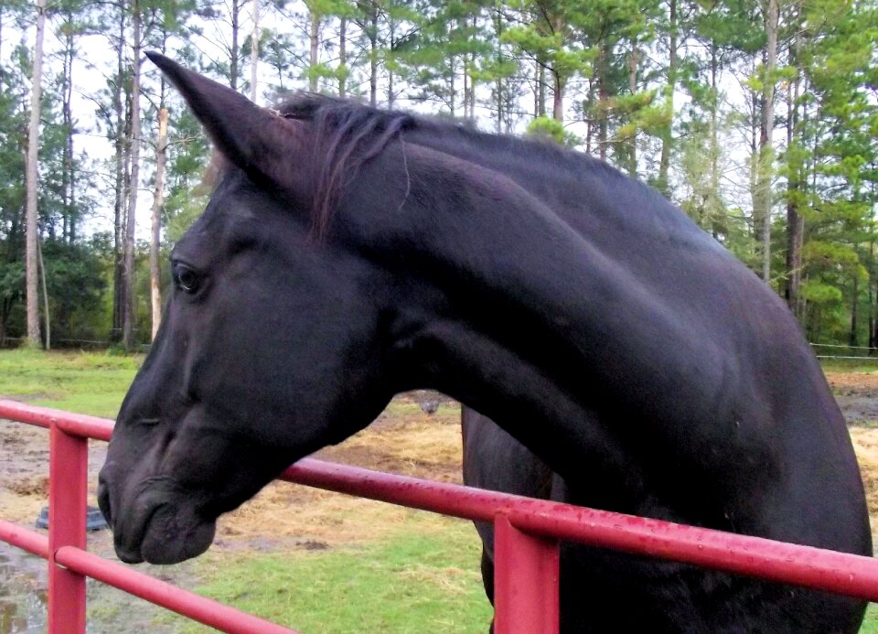 Black horse black animal