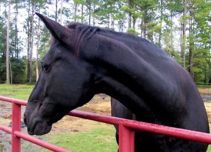 Black horse black animal