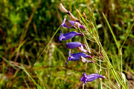 Penstemon stenophyllus