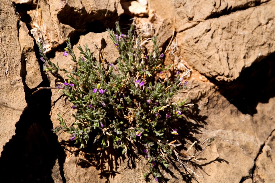 Polygala macradenia