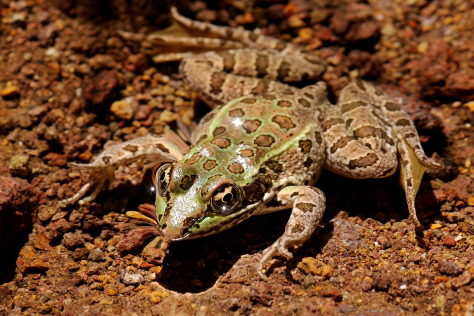 Rana chiricahuensis