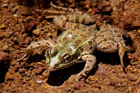Rana chiricahuensis