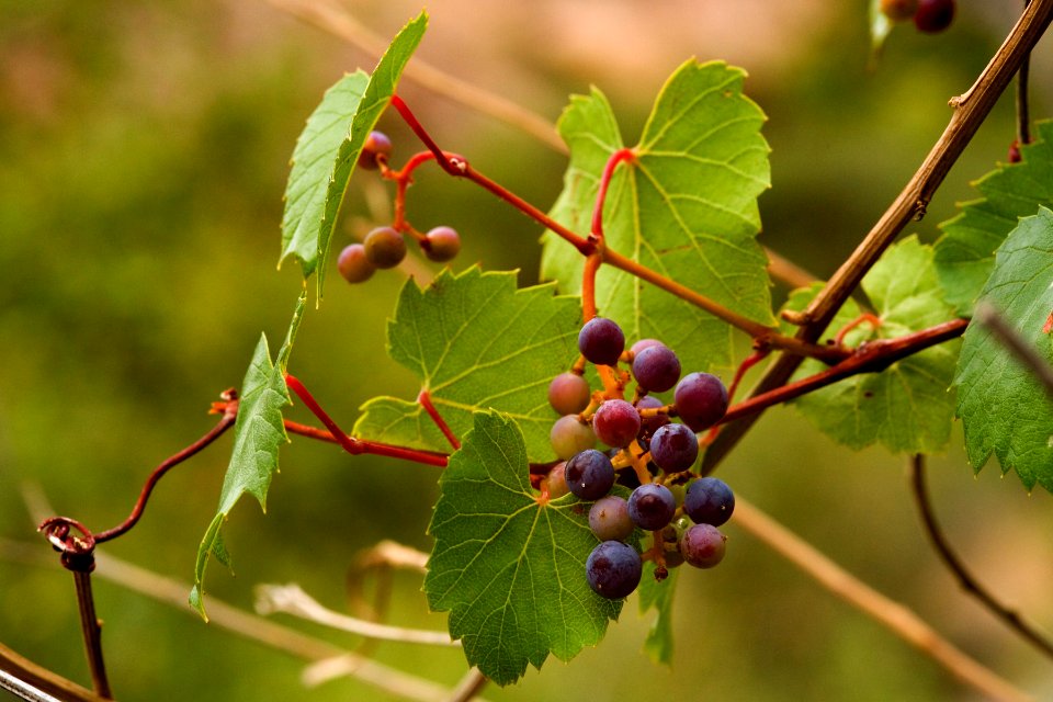 Vitis arizonica