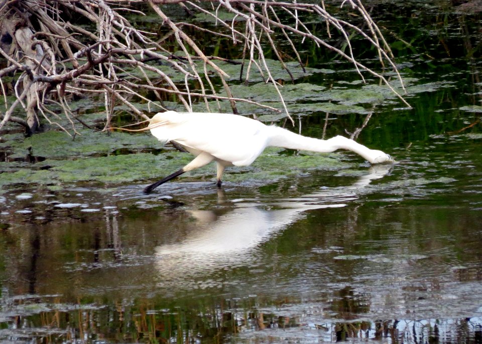 Great Egret / Ardea alba
